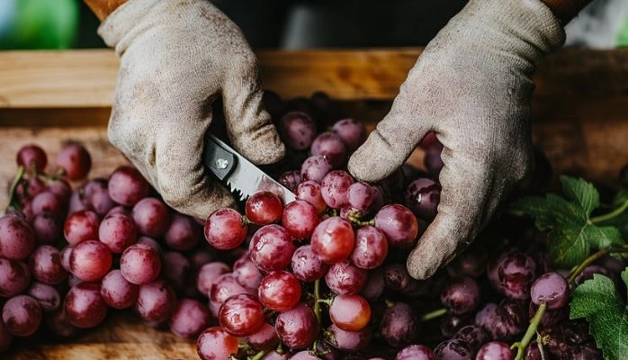 Adaptation du Code rural et de la pêche maritime à la réglementation européenne sur la replantation des vignes
